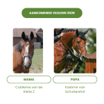 Aankomende Veulens 2026 – Cublieme × Kashmir van ’t Schuttershof